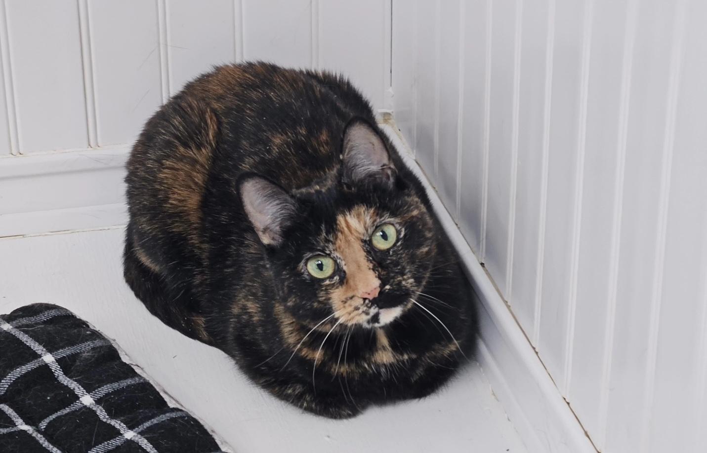 Snickers, a Adoptable Tortoiseshell in Westbrook, CT image 5/6