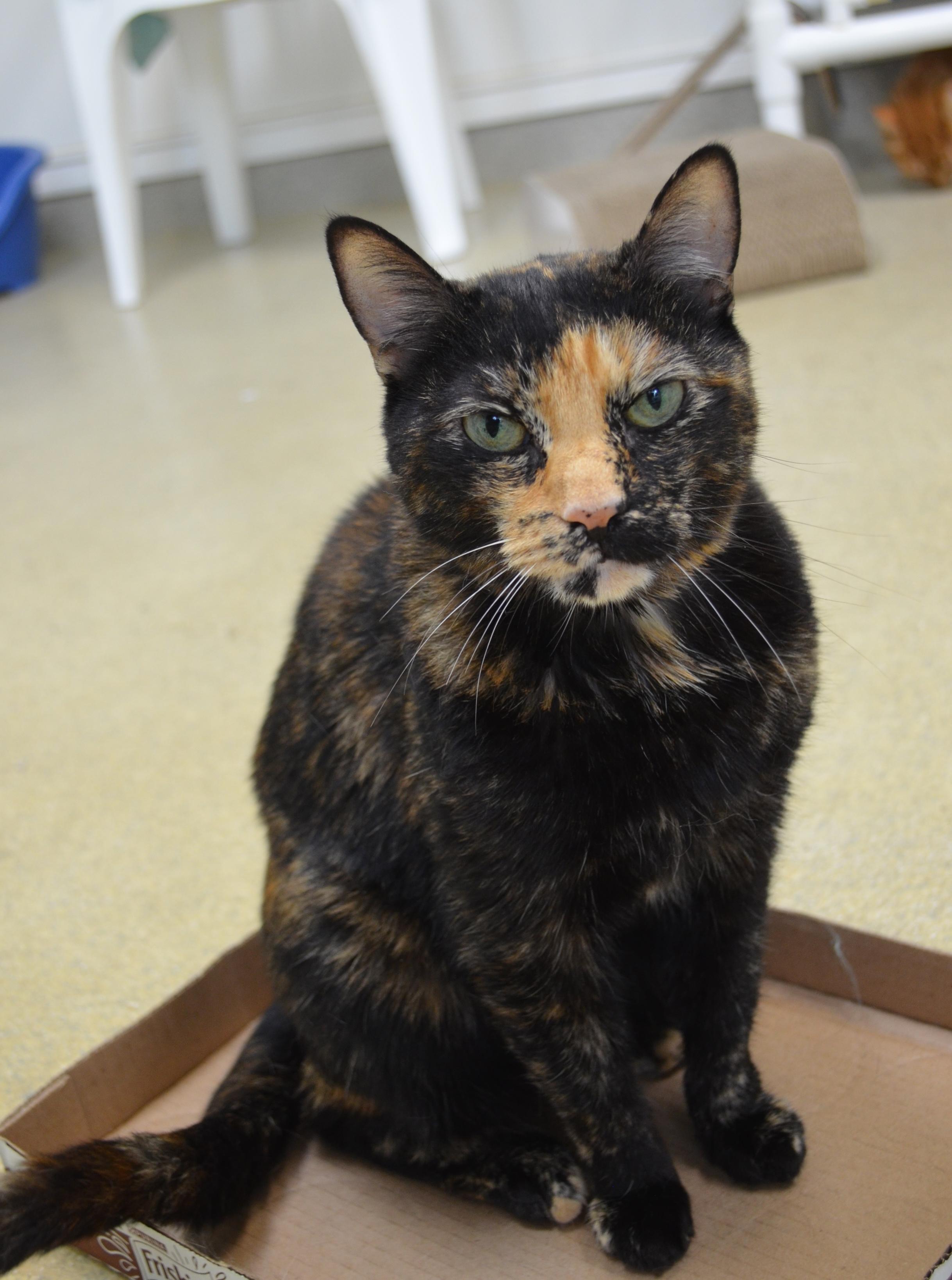 Snickers, a Adoptable Tortoiseshell in Westbrook, CT image 6/6