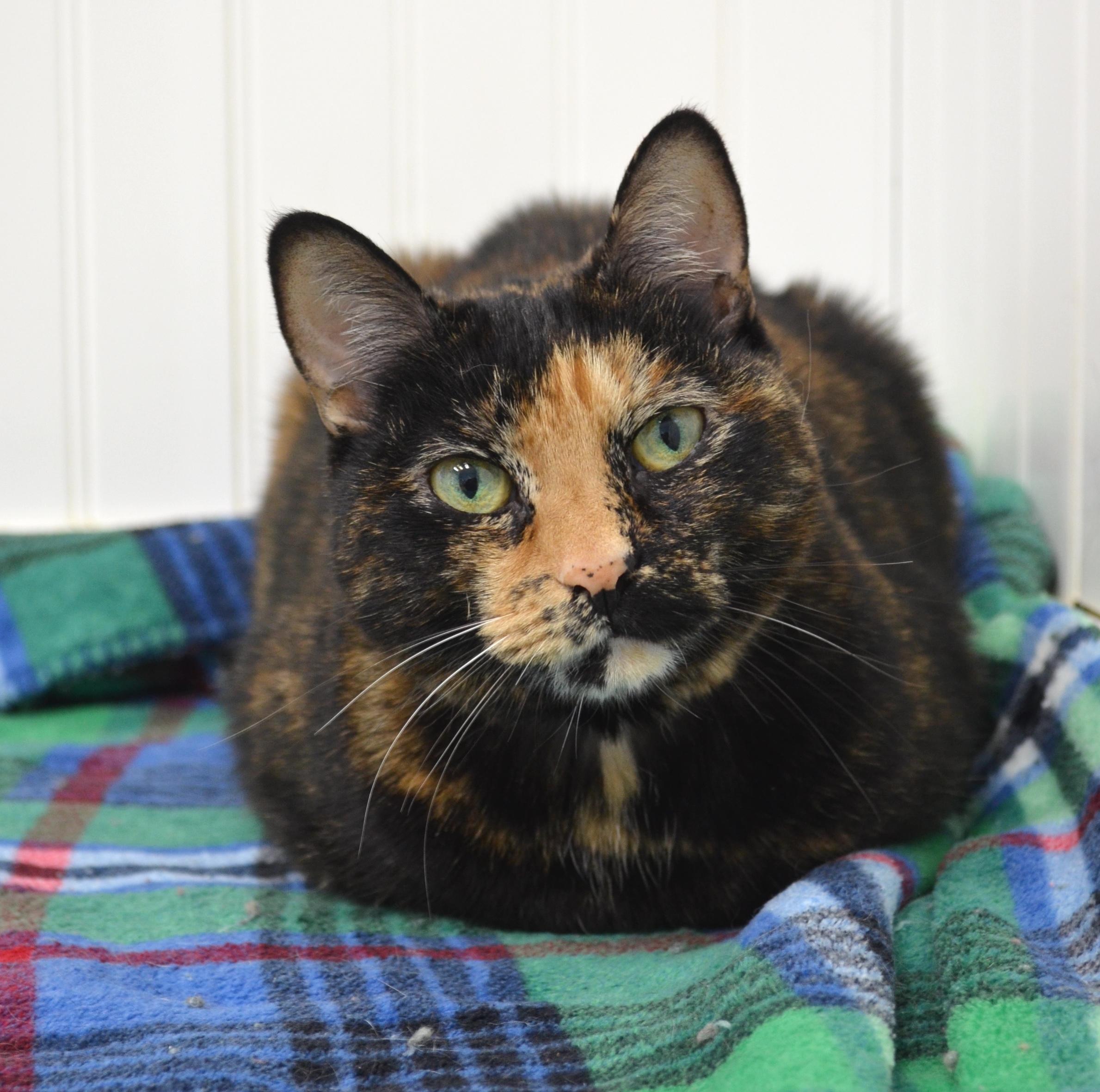 Snickers, a Adoptable Tortoiseshell in Westbrook, CT image 2/6