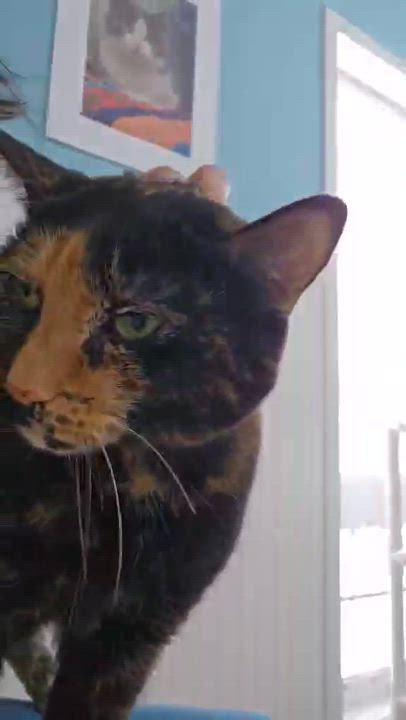 Enlarge Snickers, a Adoptable Tortoiseshell in Westbrook, CT video 3/6