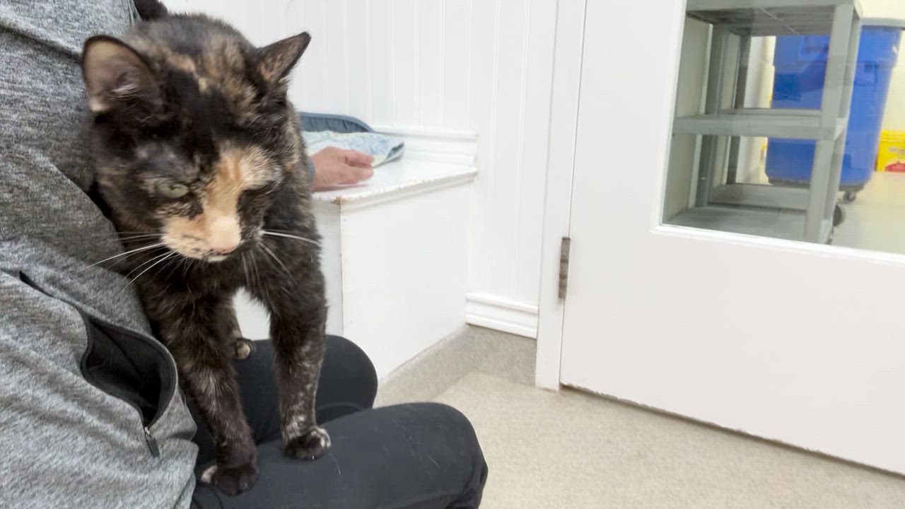 Enlarge Snickers, a Adoptable Tortoiseshell in Westbrook, CT video 6/6
