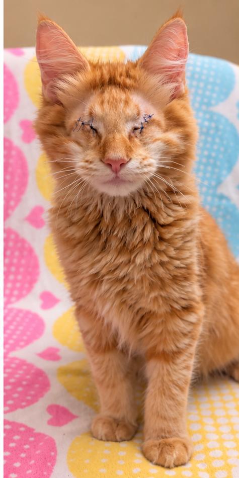Enlarge Buiscuit, a Adopted mixed breed in Encinitas, CA image 2/2