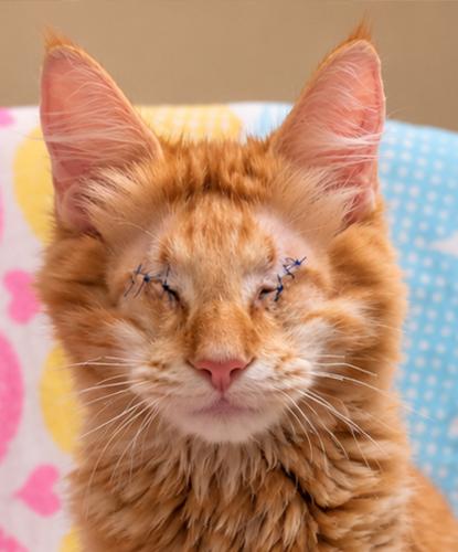 Enlarge Buiscuit, a Adopted mixed breed in Encinitas, CA image 1/2