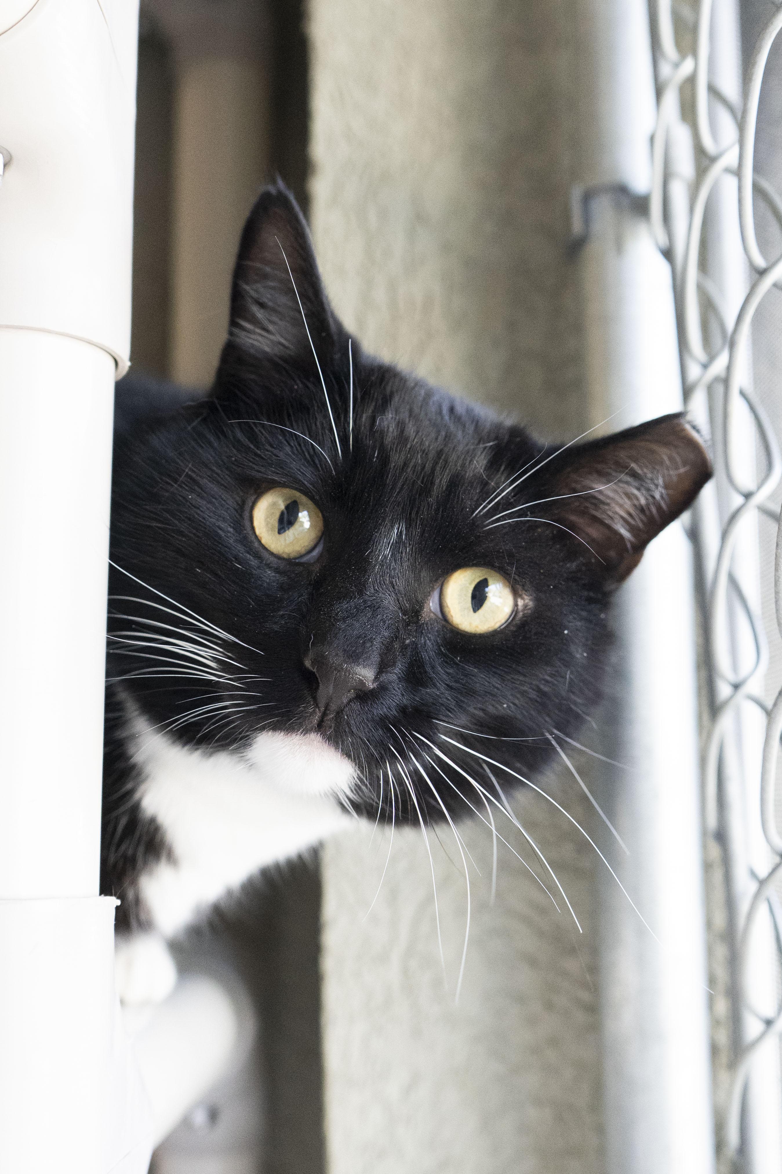 Joseph, ADOPTABLE, Adult Male Domestic Short Hair.