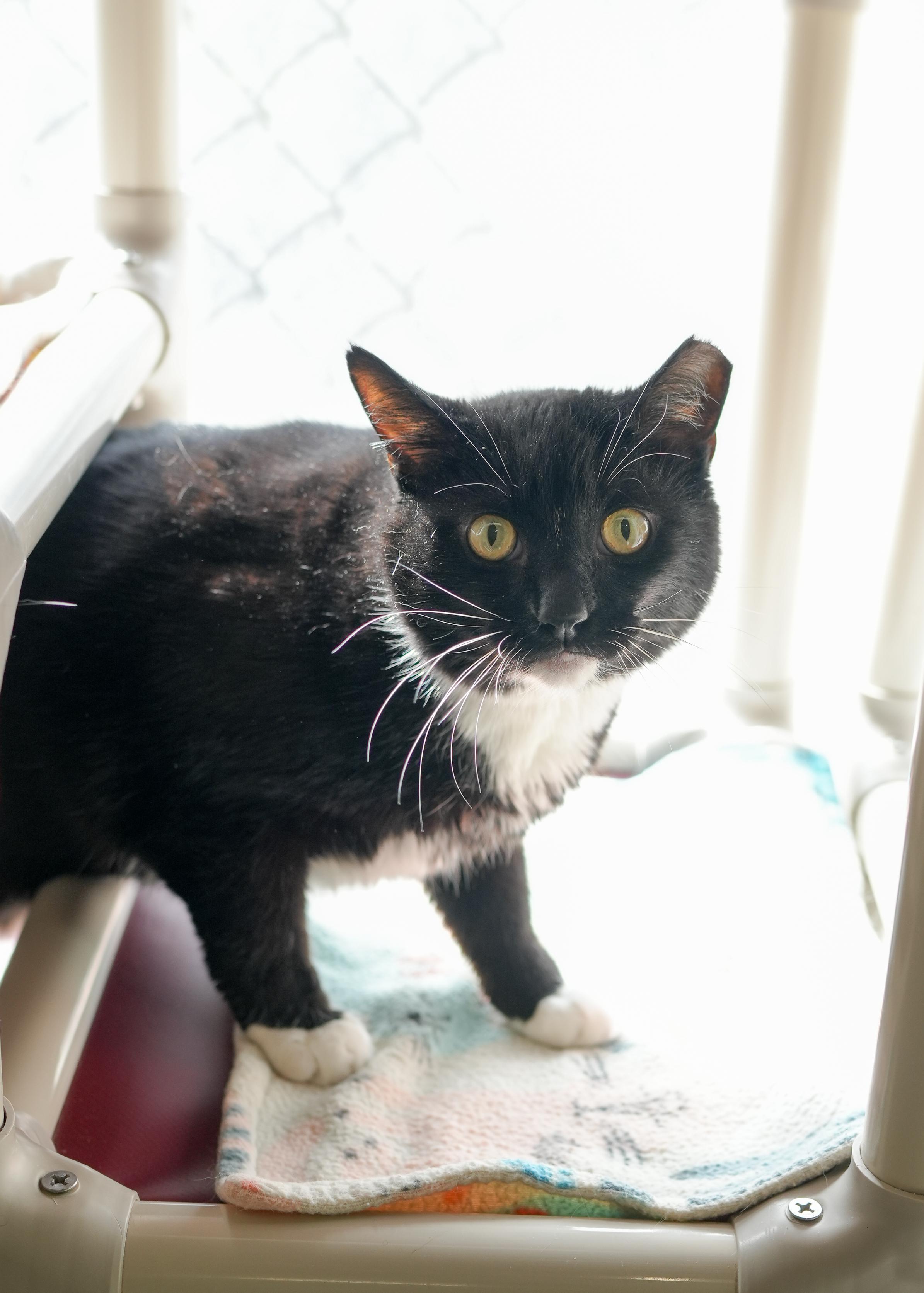 Enlarge Joseph, a ADOPTABLE Domestic Short Hair in Boise, ID image 2/3
