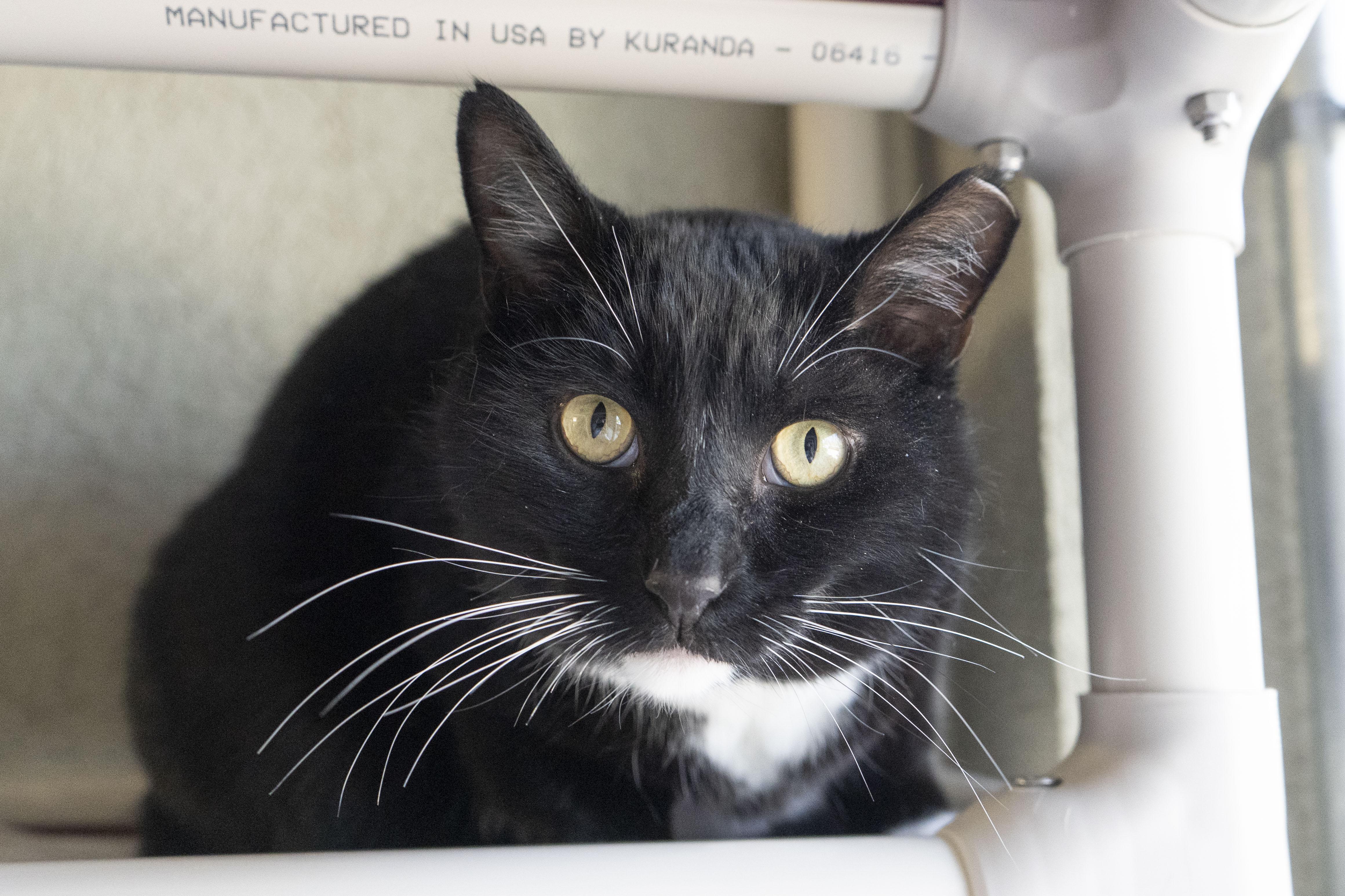 Enlarge Joseph, a ADOPTABLE Domestic Short Hair in Boise, ID image 3/3