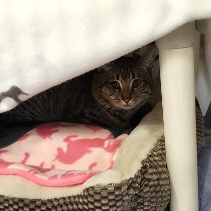 Enlarge Erie, a Adoptable mixed breed in Scotia, NY image 1/1