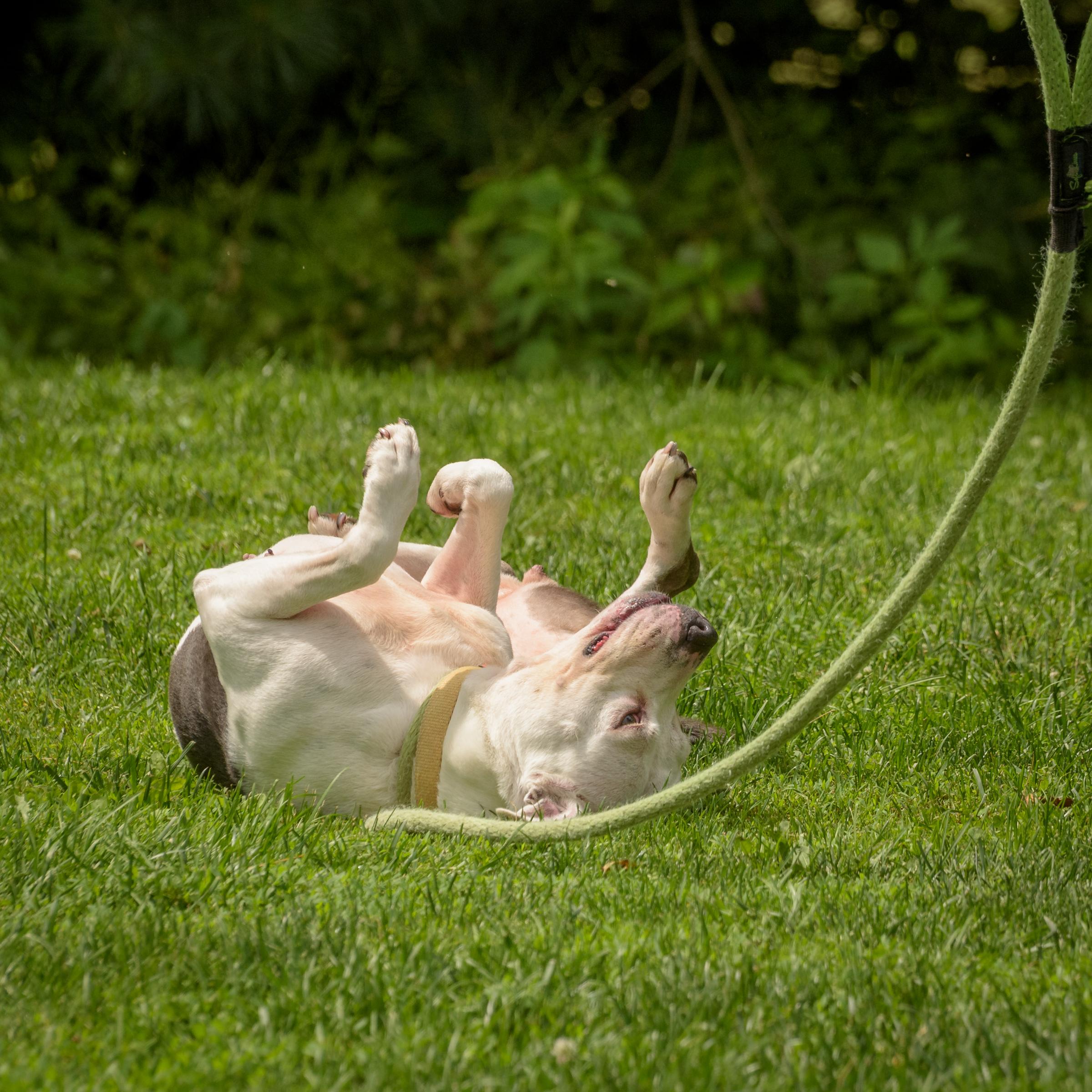 Enlarge Erin, a Adoptable Pit Bull Terrier in Lambertville, NJ image 2/5