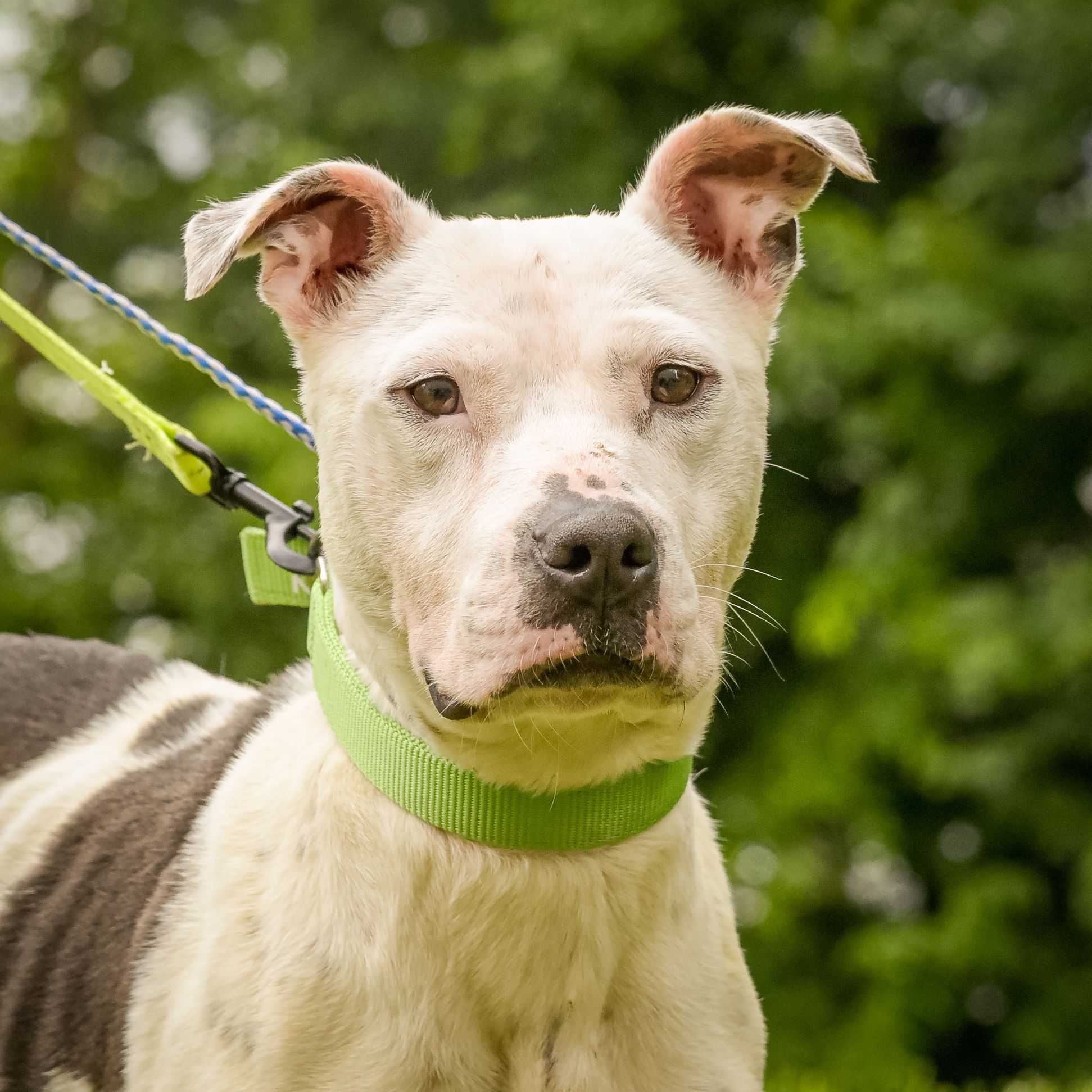 Enlarge Erin, a Adoptable Pit Bull Terrier in Lambertville, NJ image 5/5