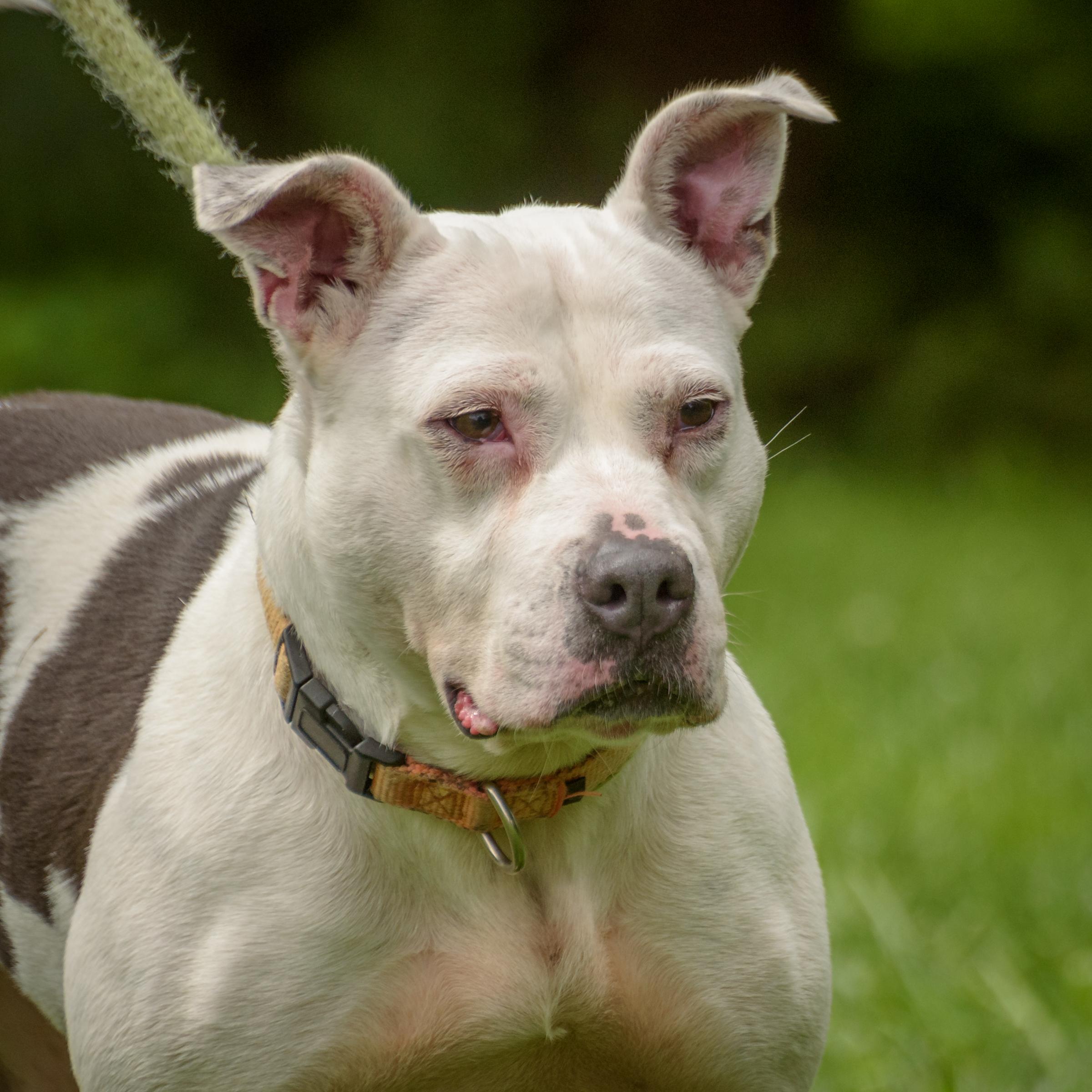 Enlarge Erin, a Adoptable Pit Bull Terrier in Lambertville, NJ image 3/5