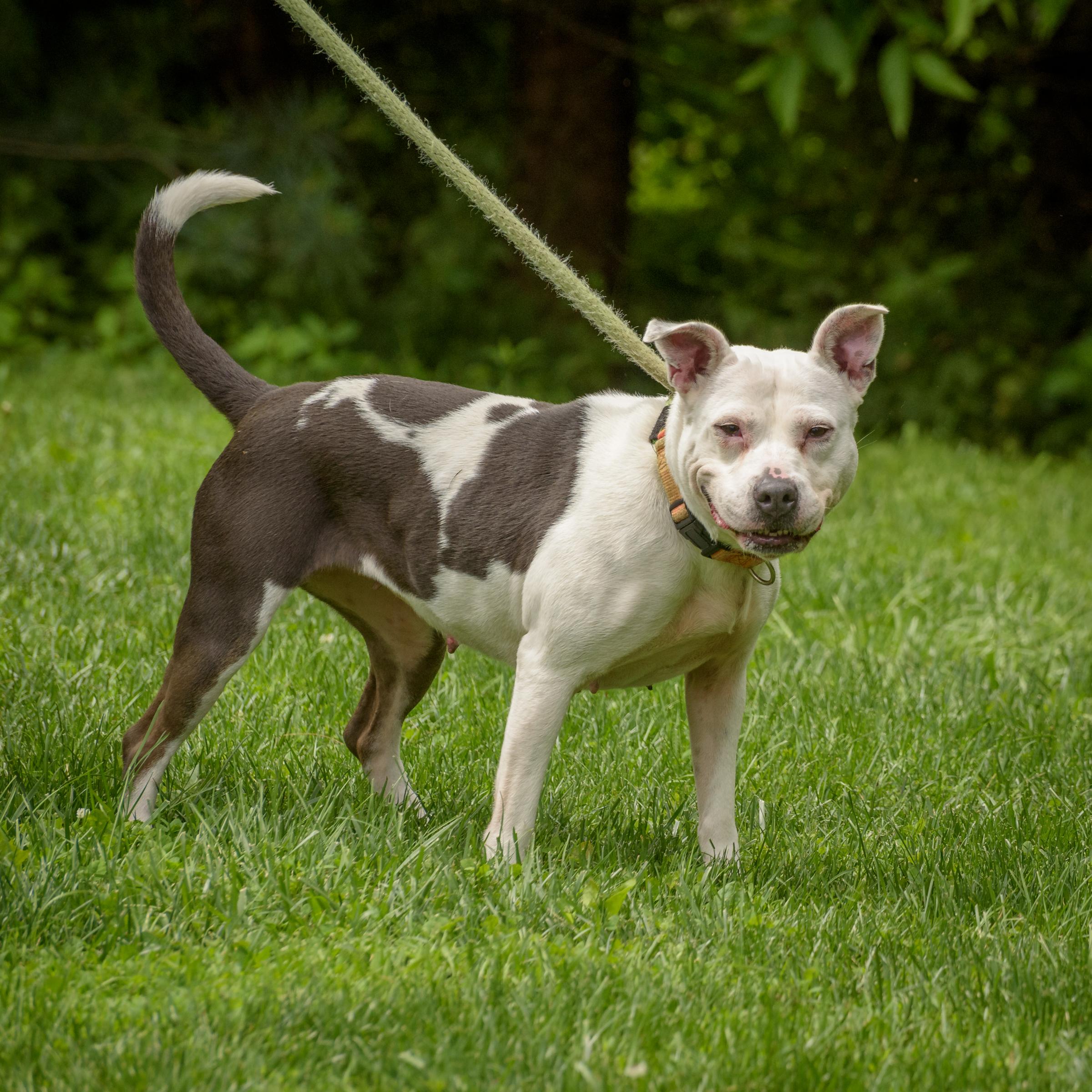 Enlarge Erin, a Adoptable Pit Bull Terrier in Lambertville, NJ image 4/5