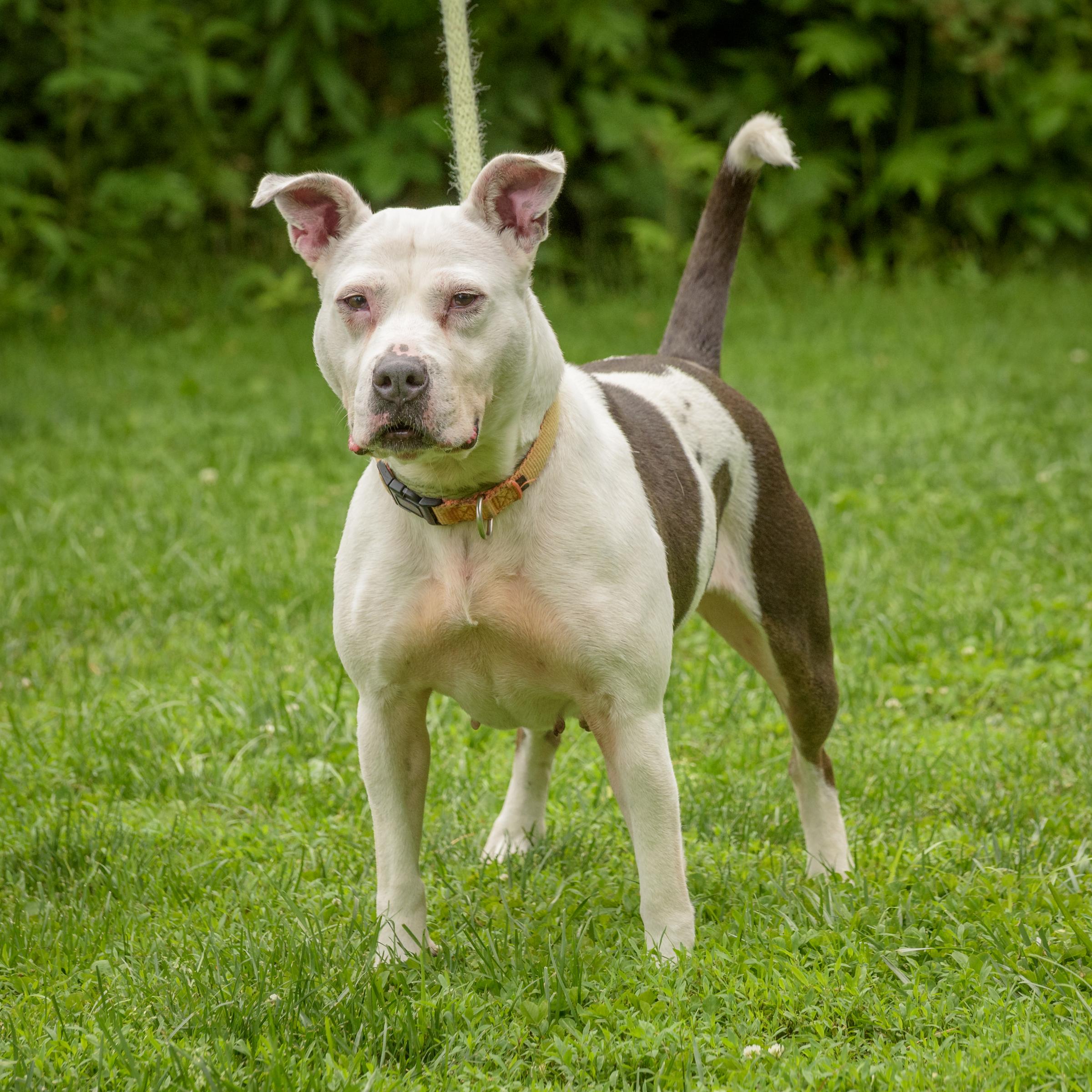 Enlarge Erin, a Adoptable Pit Bull Terrier in Lambertville, NJ image 1/5