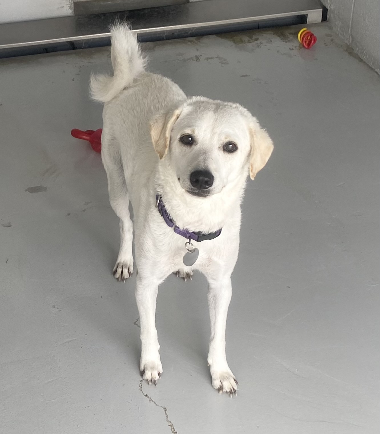 Buddy, Adoptable, Young Male Yellow Labrador Retriever & Parson Russell Terrier.