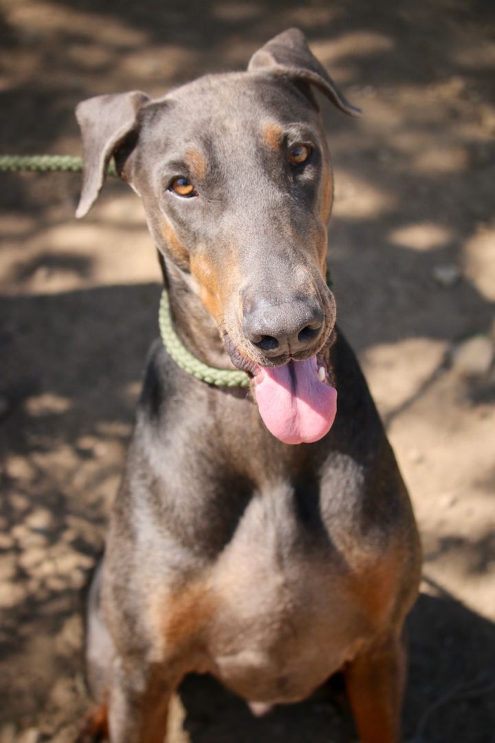 Enlarge Sammy, a Adoptable Doberman Pinscher in Fillmore, CA image 1/5