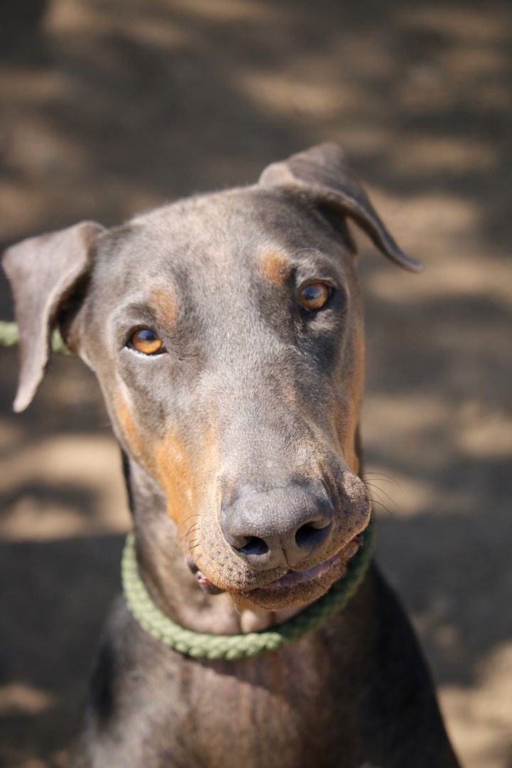 Enlarge Sammy, a Adoptable Doberman Pinscher in Fillmore, CA image 2/5