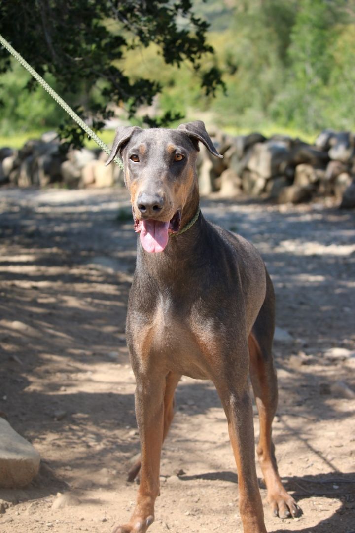 Enlarge Sammy, a Adoptable Doberman Pinscher in Fillmore, CA image 3/5