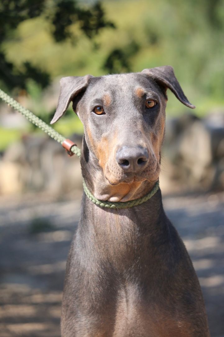 Enlarge Sammy, a Adoptable Doberman Pinscher in Fillmore, CA image 5/5