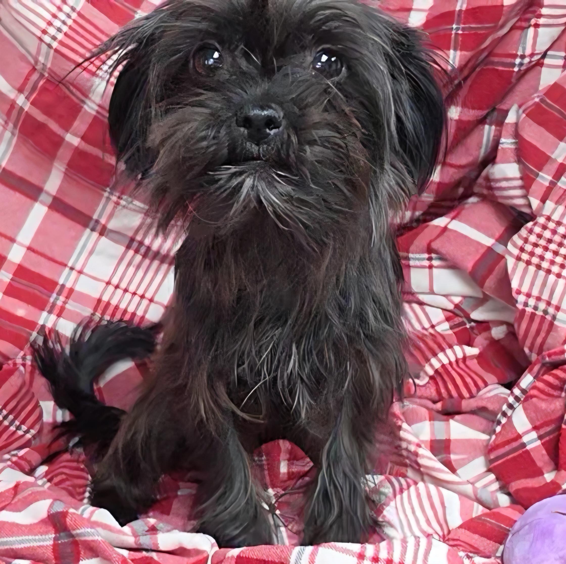 Batty, adopted, Young Female Yorkshire Terrier & Shih Tzu.