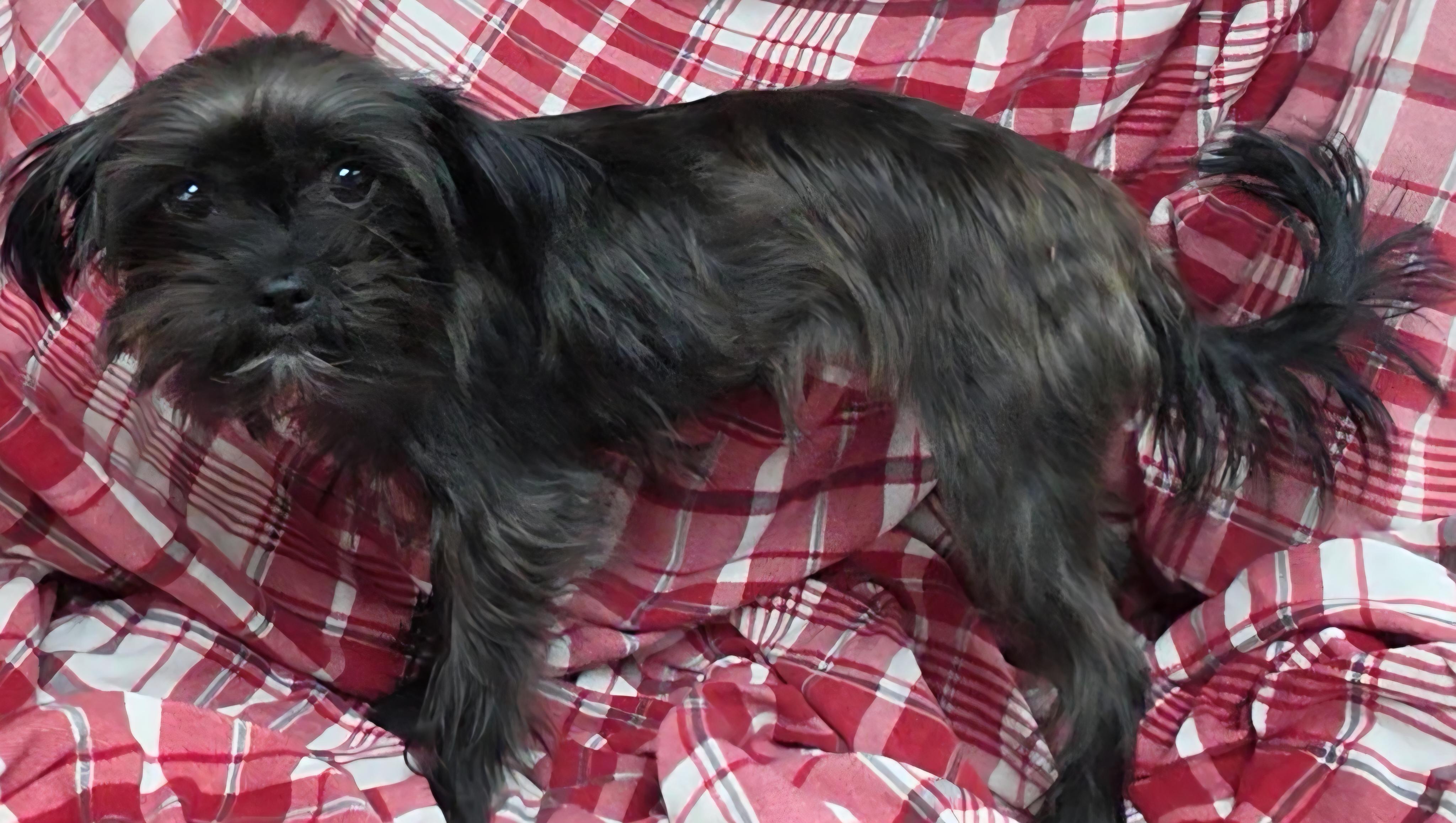Batty, an adopted mixed breed in LaGrange, IN image 4/6