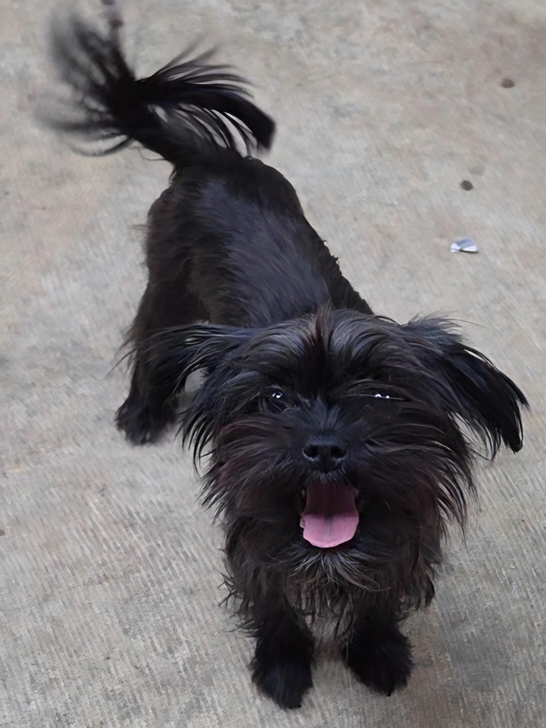 Batty, an adopted mixed breed in LaGrange, IN image 6/6