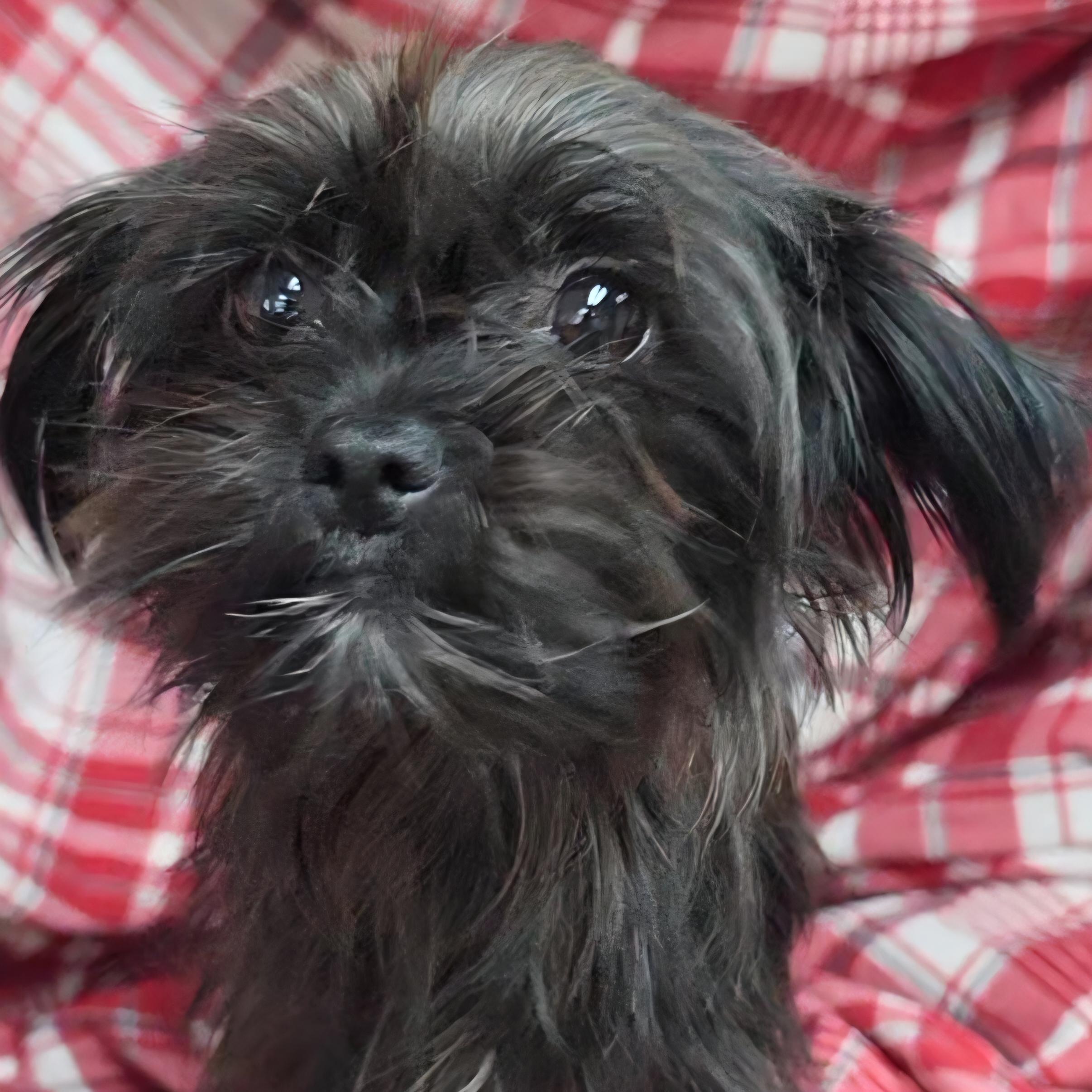 Batty, an adopted mixed breed in LaGrange, IN image 5/6