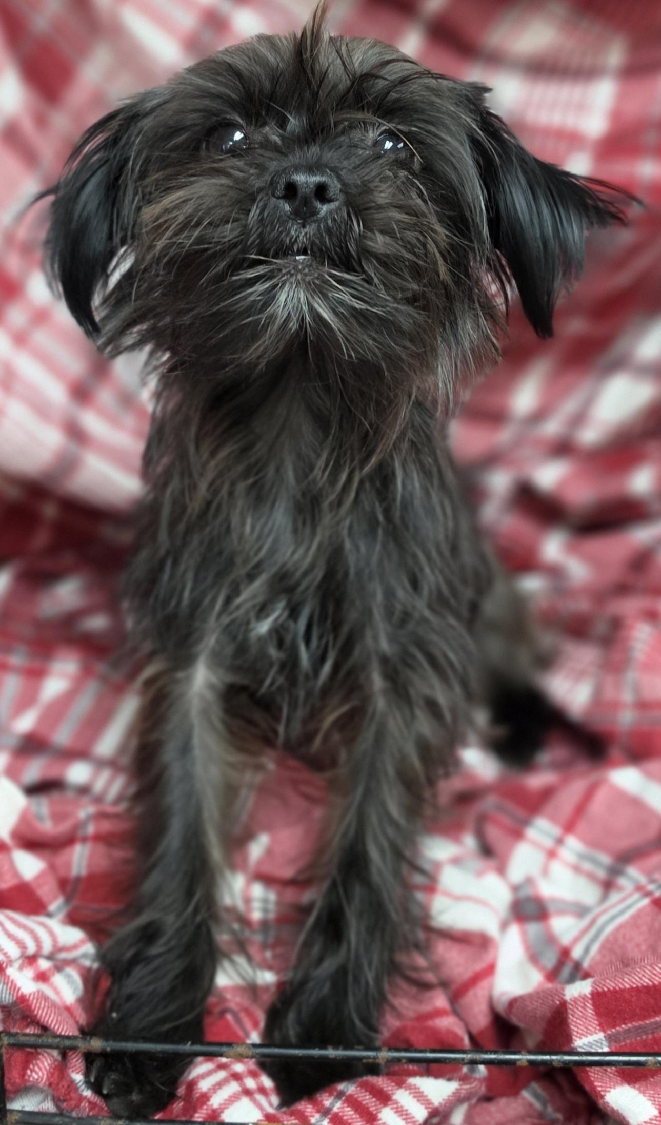 Batty, an adopted mixed breed in LaGrange, IN image 3/6