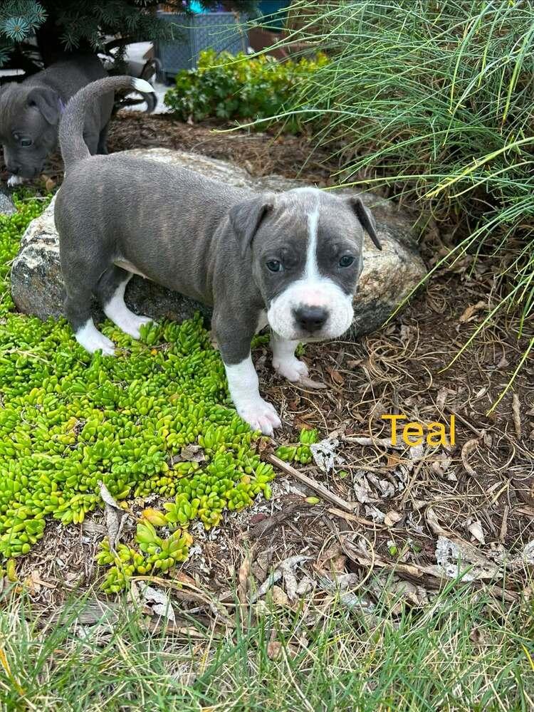 Teal, Adoptable, Puppy Female Pit Bull Terrier.