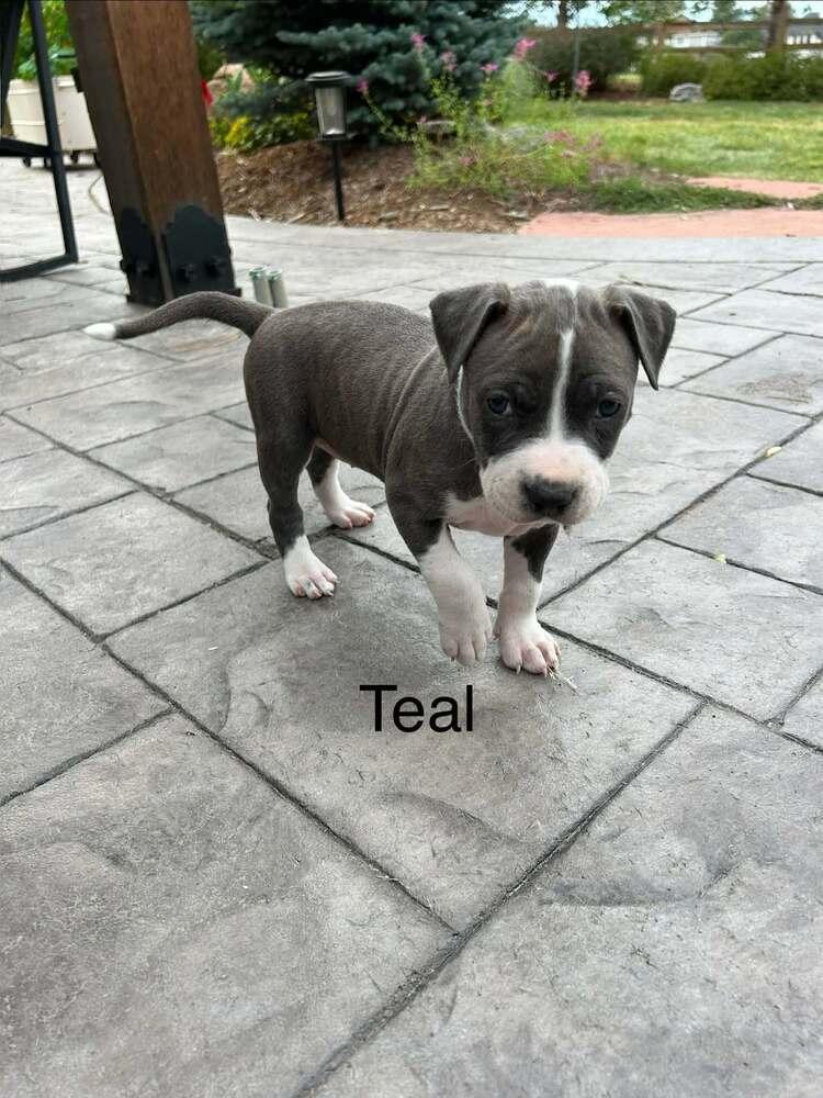 Enlarge Teal, a Adoptable mixed breed in Denver, CO image 2/3