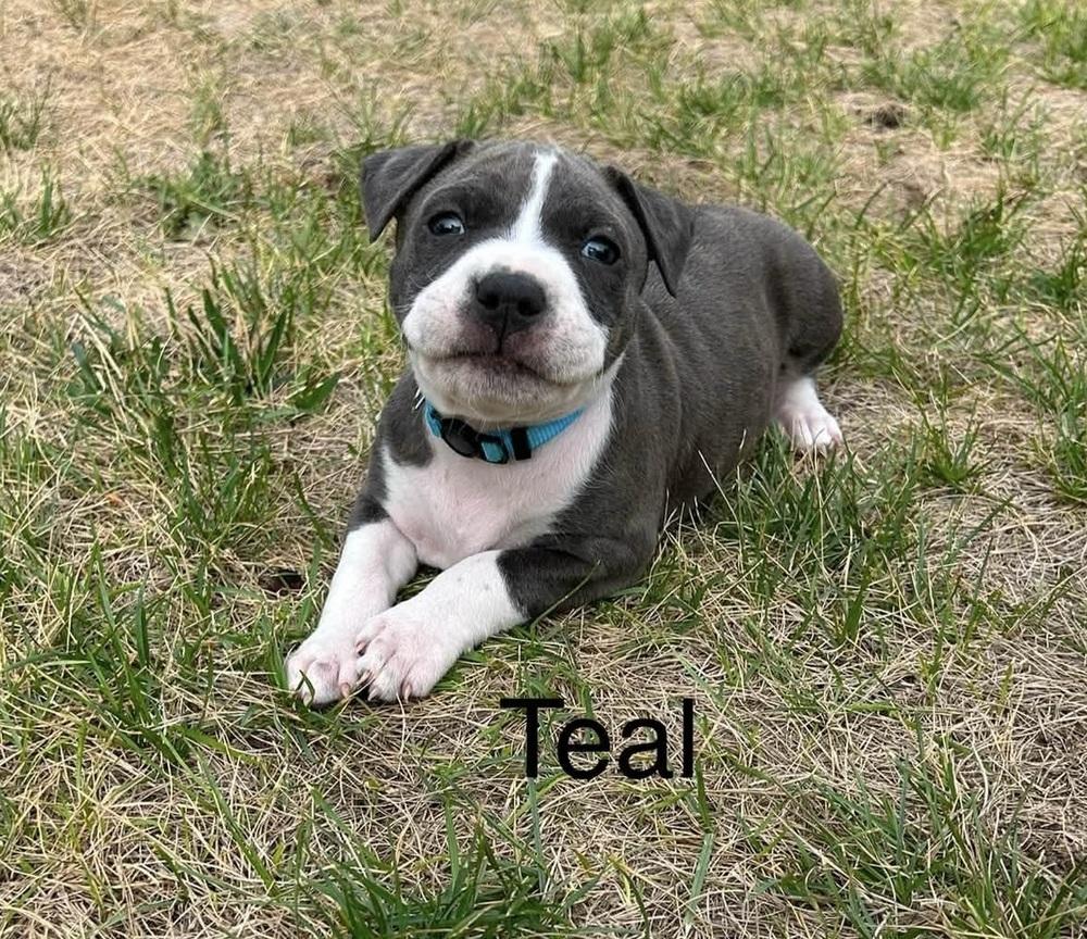 Enlarge Teal, a Adoptable mixed breed in Denver, CO image 3/3