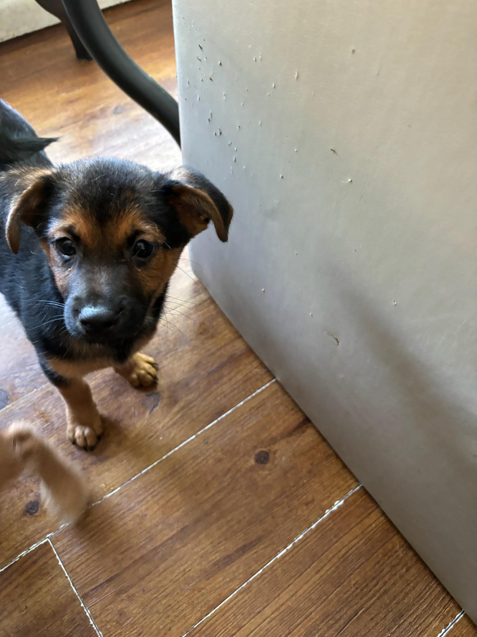 Enlarge Reggie, an adopted mixed breed in Evansville, IN image 1/1