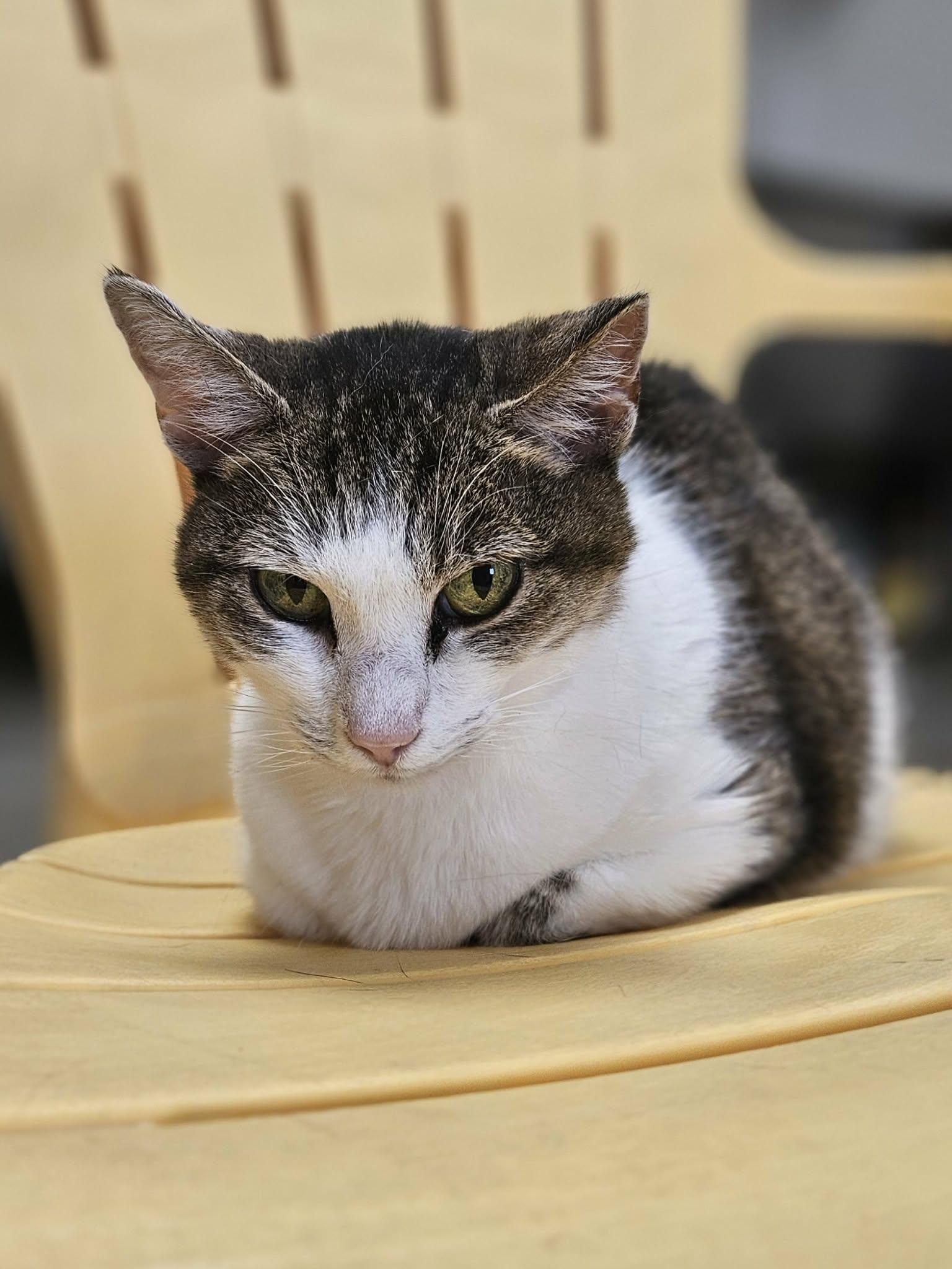 Enlarge Luna, a ADOPTABLE Domestic Short Hair in Wapakoneta, OH image 1/1