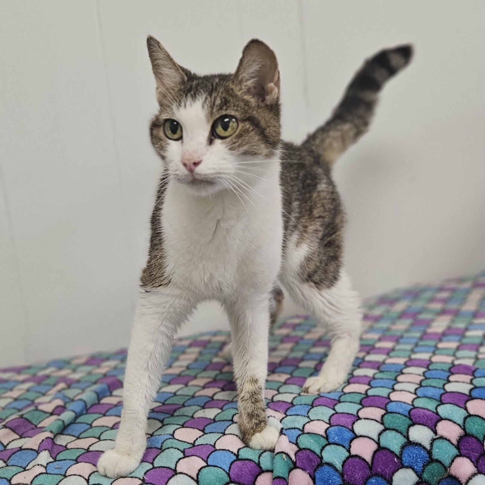 Luna, Adoptable, Senior Female Domestic Short Hair.