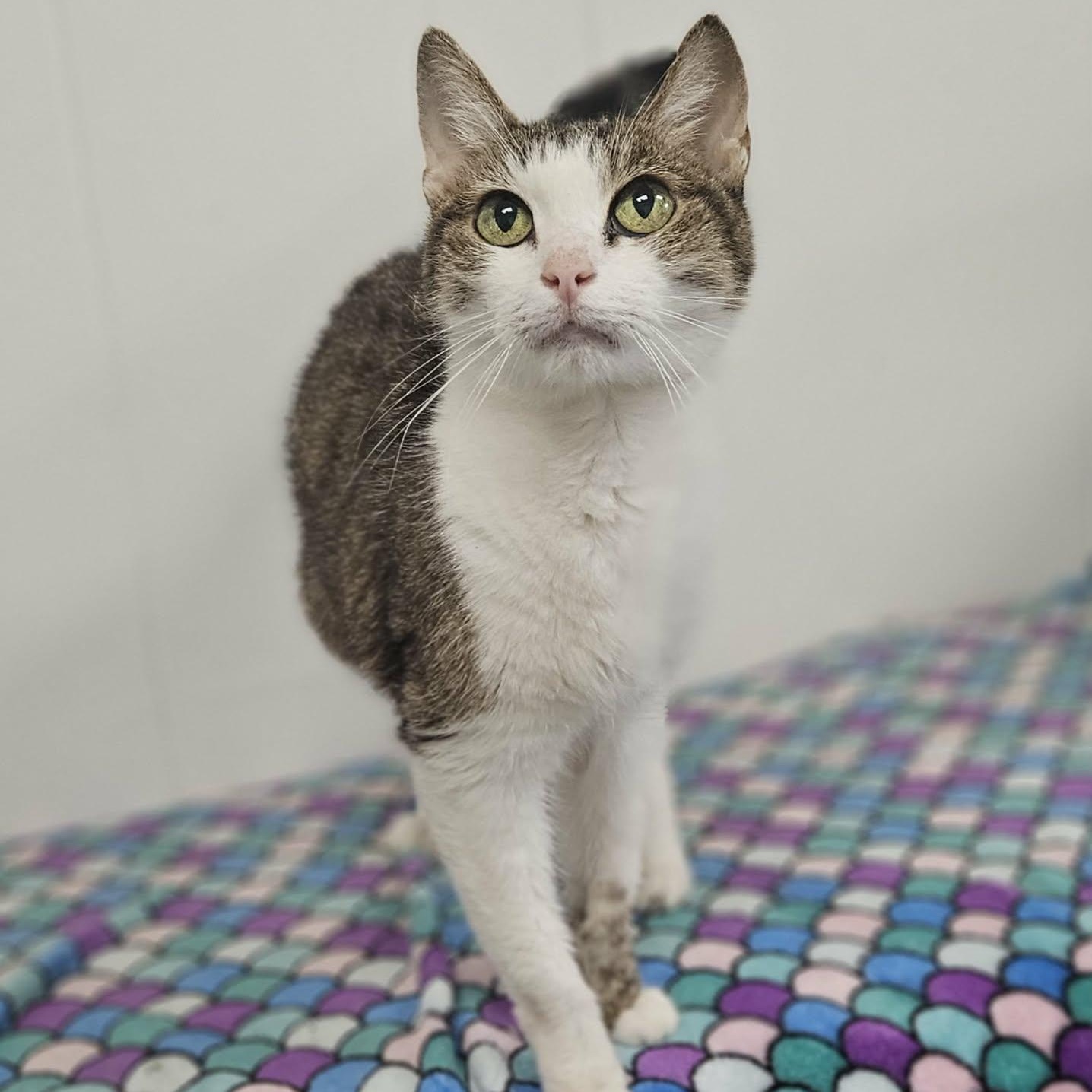 Enlarge Luna, a Adoptable Domestic Short Hair in Wapakoneta, OH image 2/3