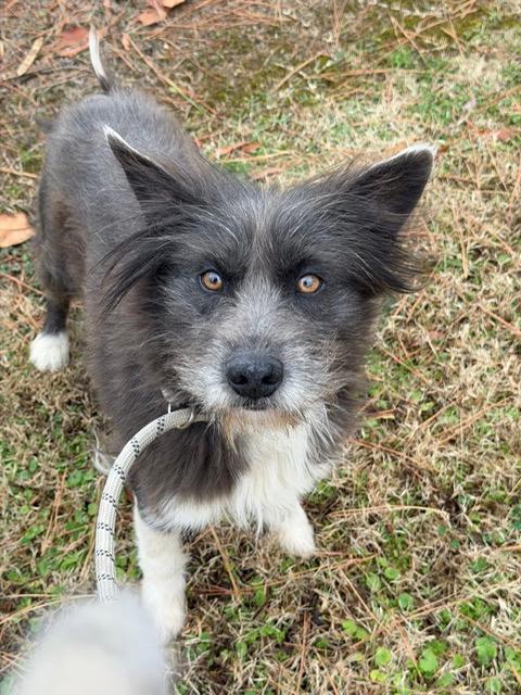 Enlarge Benson, a ADOPTABLE mixed breed in Gardiner, NY image 3/5