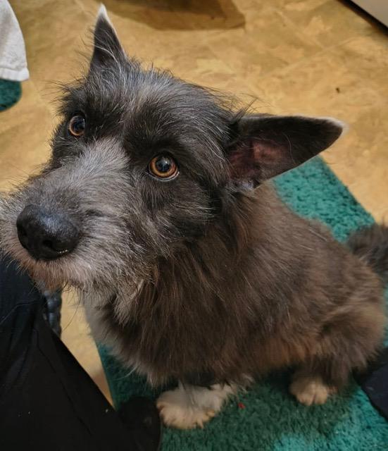 Enlarge Benson, a ADOPTABLE mixed breed in Gardiner, NY image 4/5