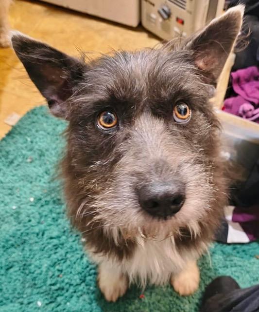 Enlarge Benson, a ADOPTABLE mixed breed in Gardiner, NY image 5/5