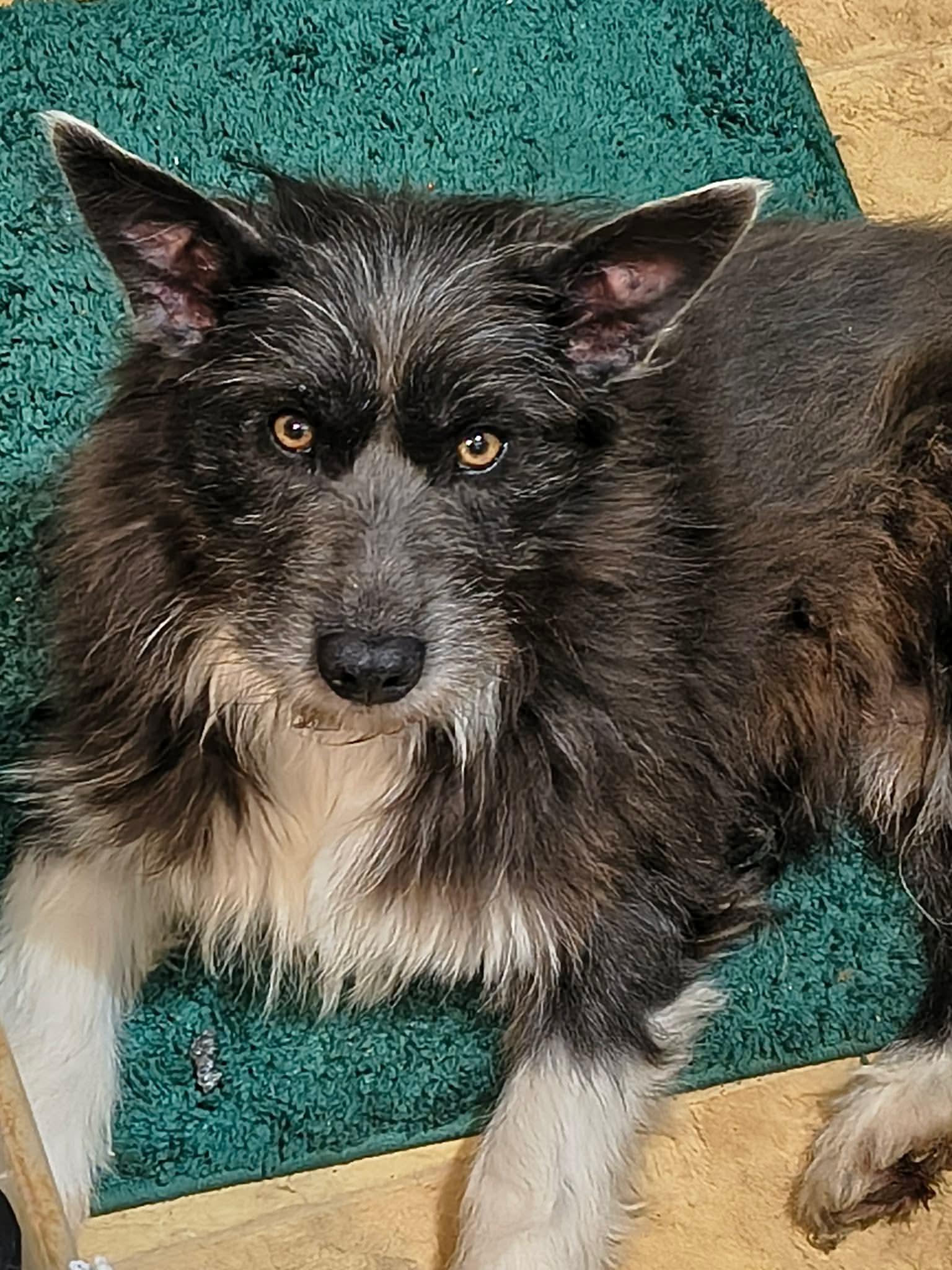 Enlarge Benson, a ADOPTABLE mixed breed in Gardiner, NY image 2/5