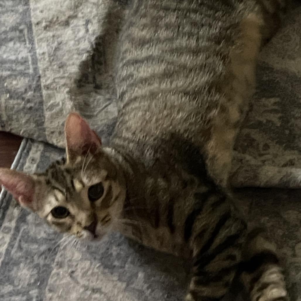 Nala, a Adoptable Domestic Short Hair in Pahoa, HI image 1/6