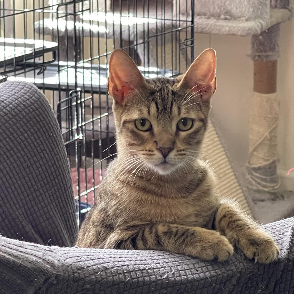 Nala, a Adoptable Domestic Short Hair in Pahoa, HI image 2/6