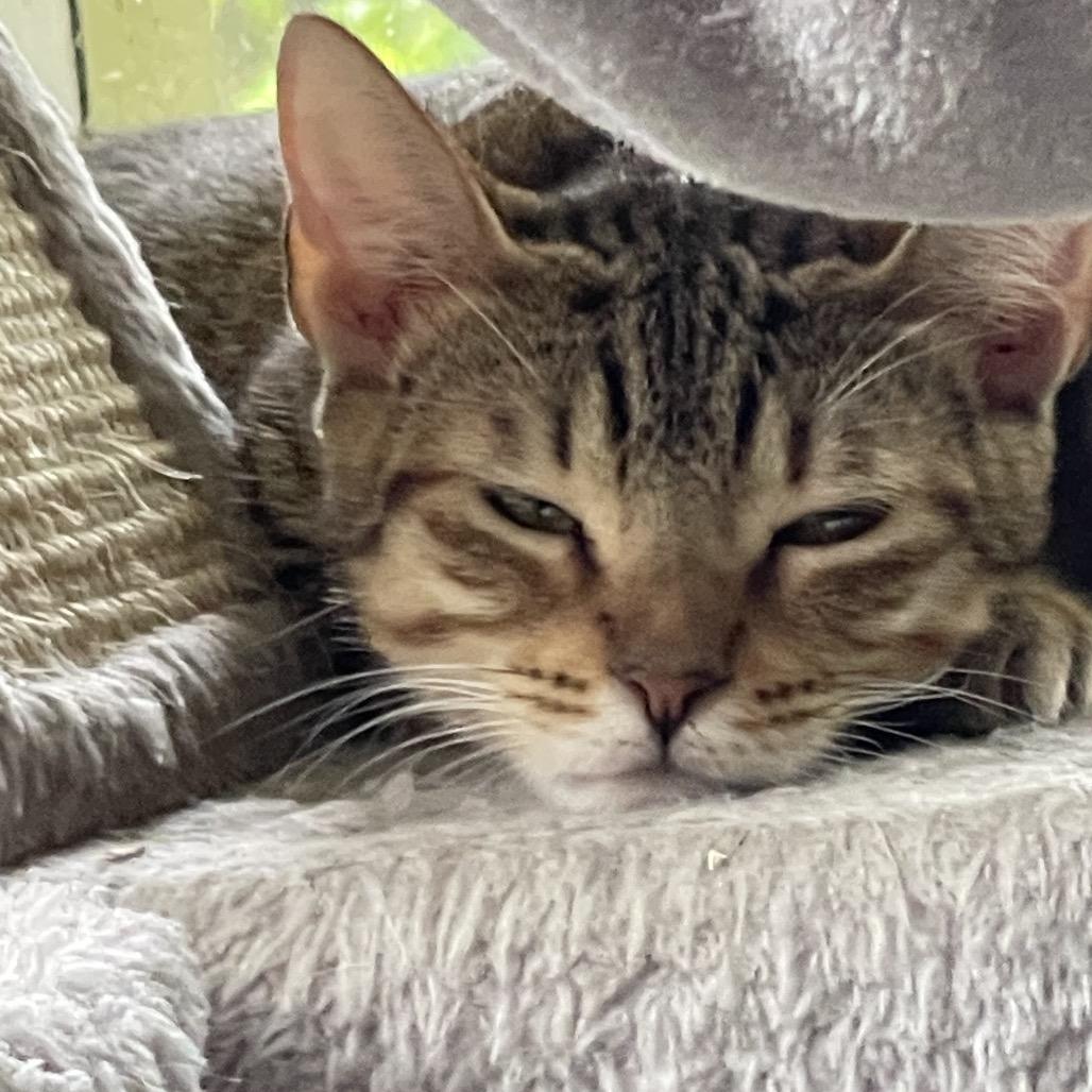 Nala, a Adoptable Domestic Short Hair in Pahoa, HI image 3/6