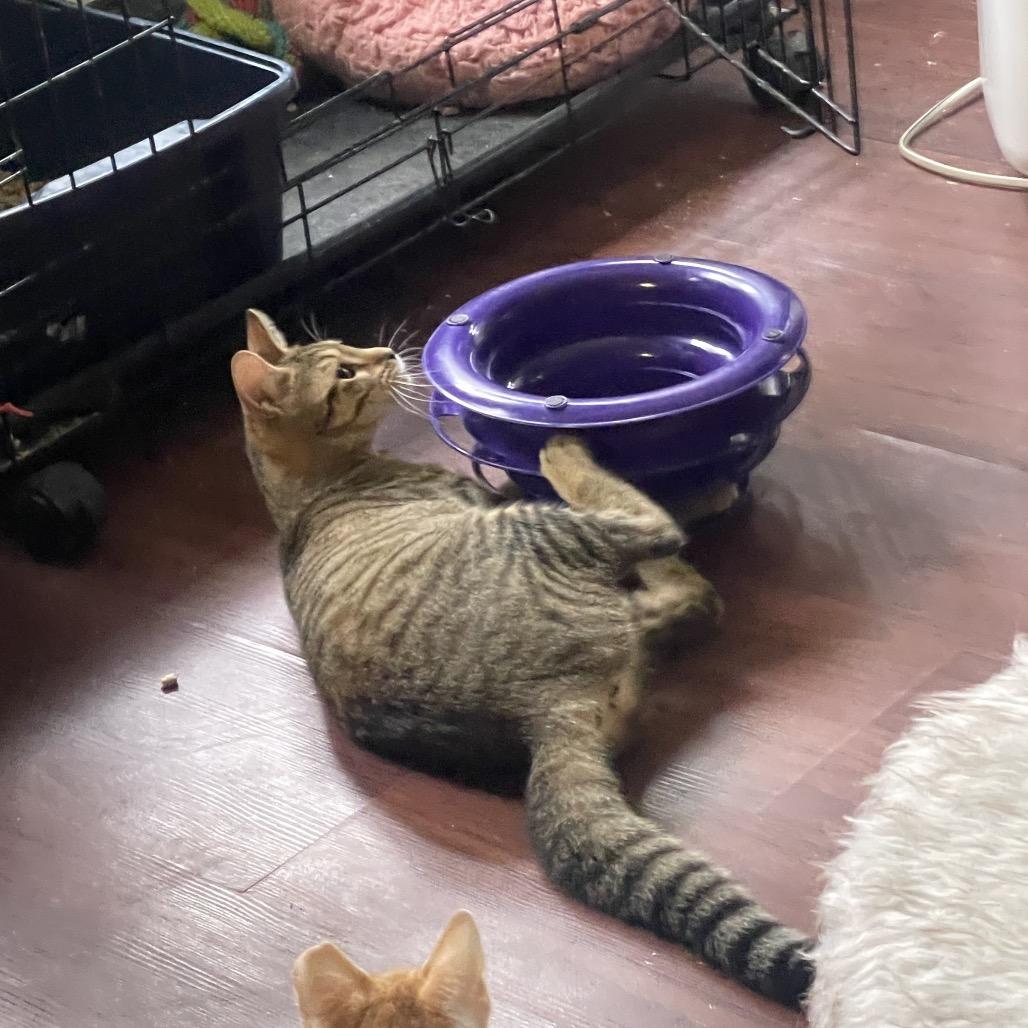 Nala, a Adoptable Domestic Short Hair in Pahoa, HI image 4/6