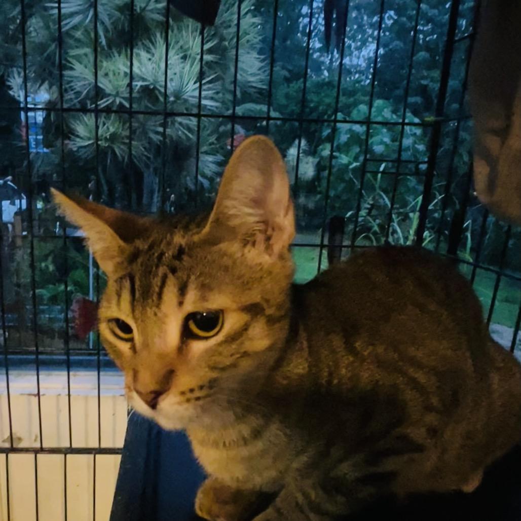 Nala, a Adoptable Domestic Short Hair in Pahoa, HI image 5/6