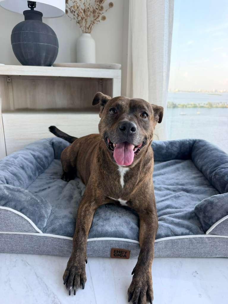 Maxine, Adoptable, Adult Female Dutch Shepherd.