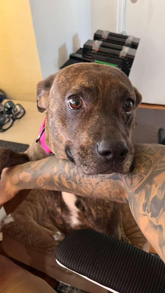 Enlarge Maxine, a Adoptable mixed breed in naples, FL image 5/6