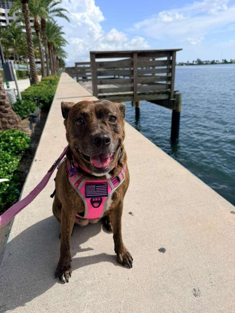 Enlarge Maxine, a Adoptable mixed breed in naples, FL image 6/6
