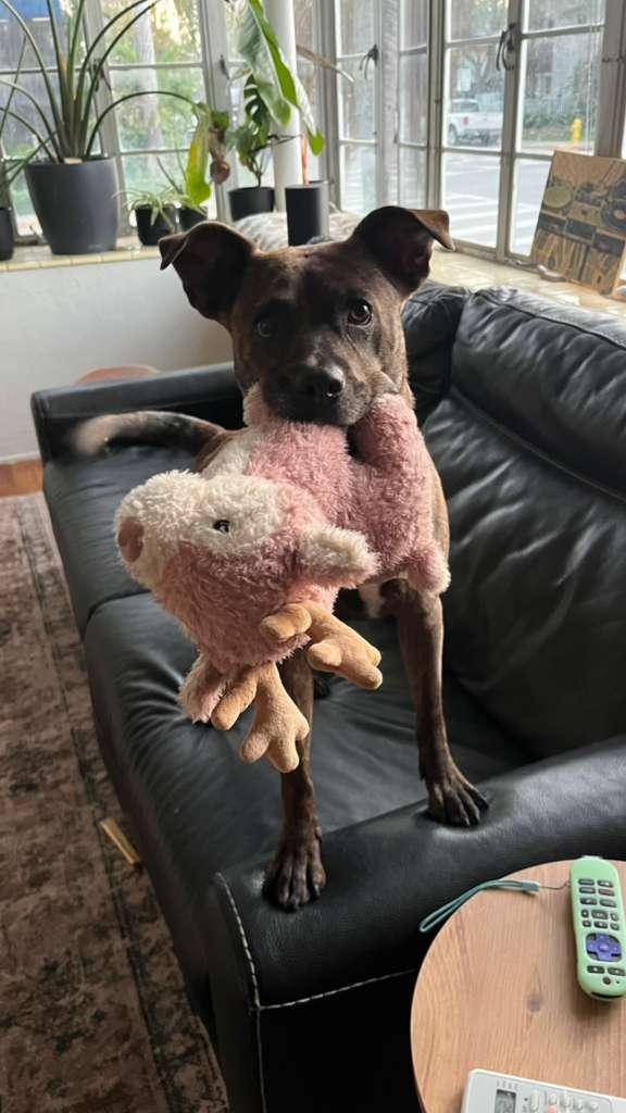 Enlarge Maxine, a Adoptable mixed breed in naples, FL image 4/6