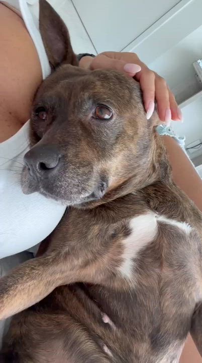 Enlarge Maxine, a Adoptable mixed breed in naples, FL video 2/6