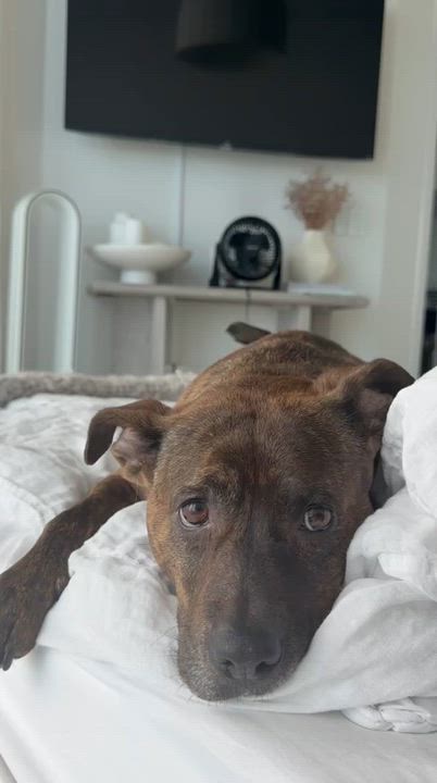 Enlarge Maxine, a Adoptable mixed breed in naples, FL video 3/6