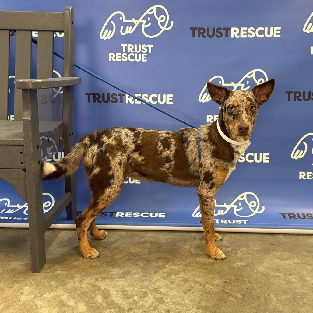 Speckles. thumbnail 2