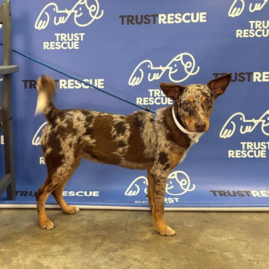 Speckles. thumbnail 3